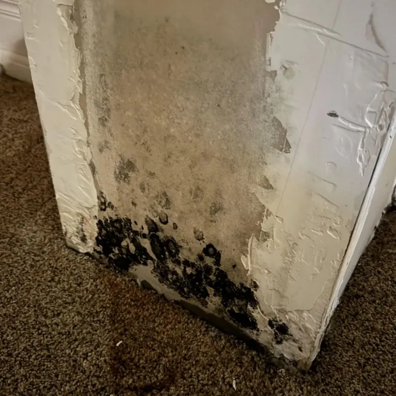 Professional Mold Removal in Cimarron, KS
